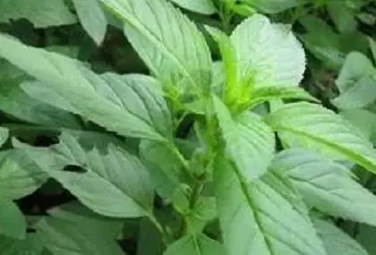 1592876065117118.png 微信圖片_20200623093220.png